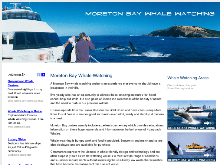 www.moretonbaywhalewatching.com