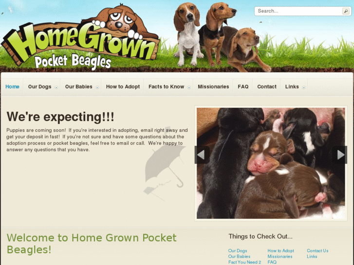 www.homegrownpocketbeagles.com