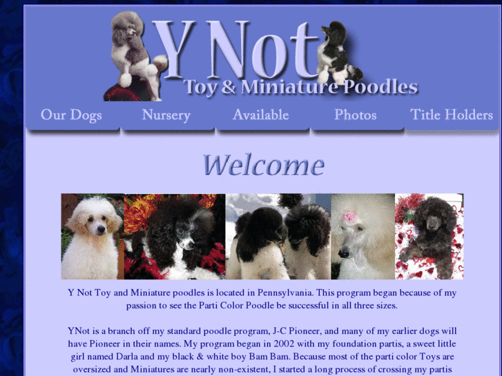 www.ynotminiaturepoodles.com