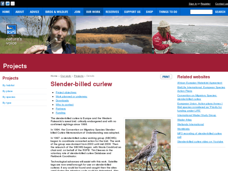 www.slenderbilledcurlew.net