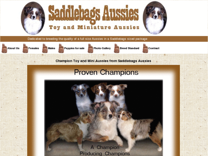 www.saddlebagaussies.com