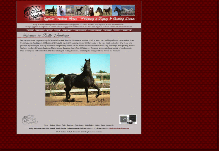 www.hollyarabians.com