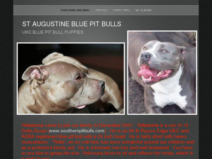 www.staugustinebluepitbulls.com