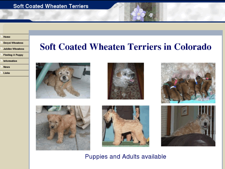 www.coloradowheatens.org