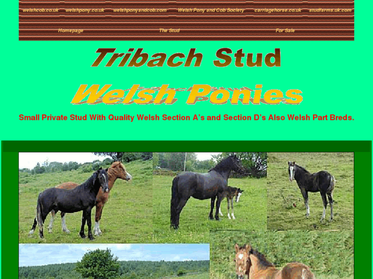 www.tribach.com