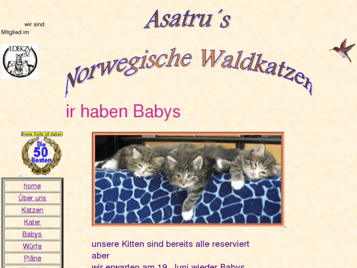 www.asatrus-norwegische-waldkatzen.com