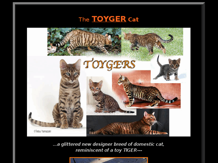 www.toygers.com