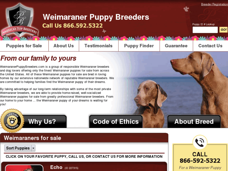 www.weimaranerpuppybreeders.com