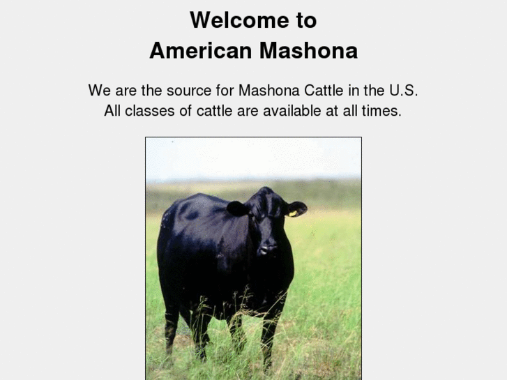 www.americanmashona.com