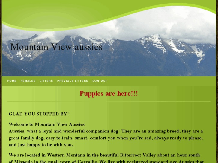 www.mtnviewaussies.com