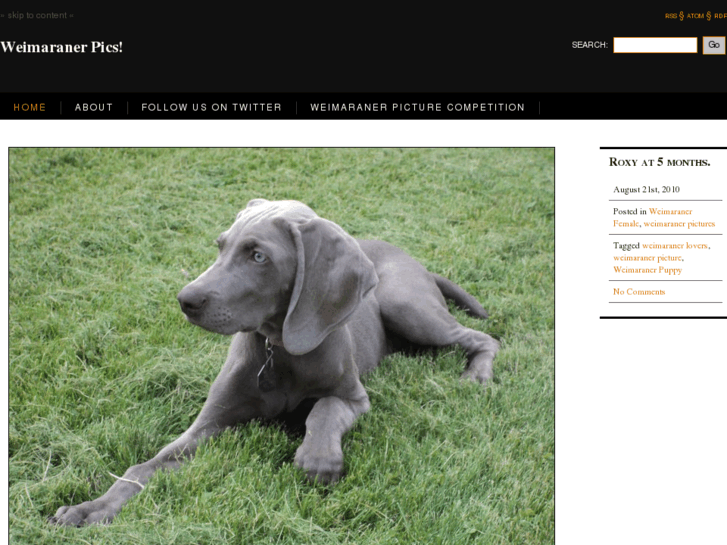 www.weimaranerpics.com