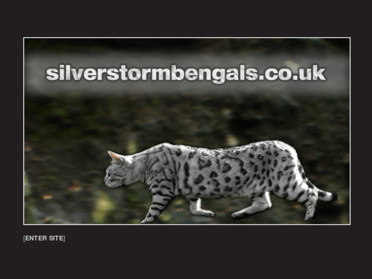 www.silverstormbengals.co.uk