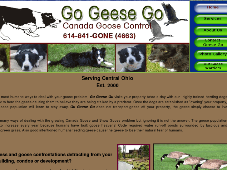 www.gogeesego.com