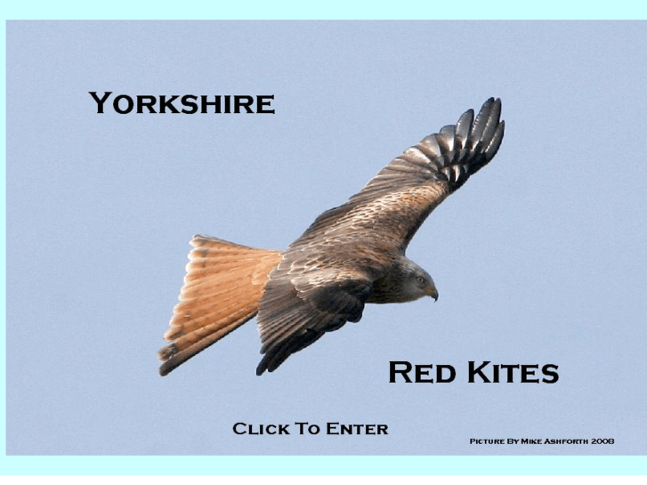 www.yorkshireredkites.net