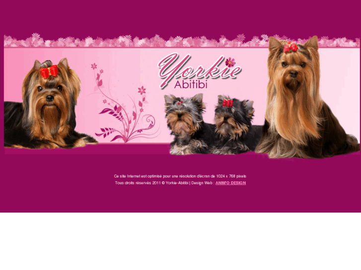 www.yorkie-abitibi.com