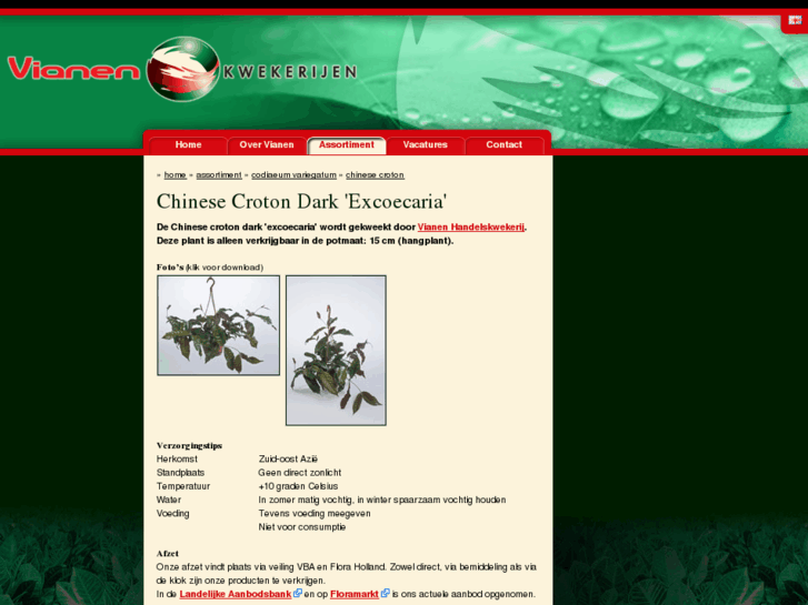 www.chinesecroton.com