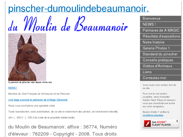 www.pinscher-dumoulindebeaumanoir.com