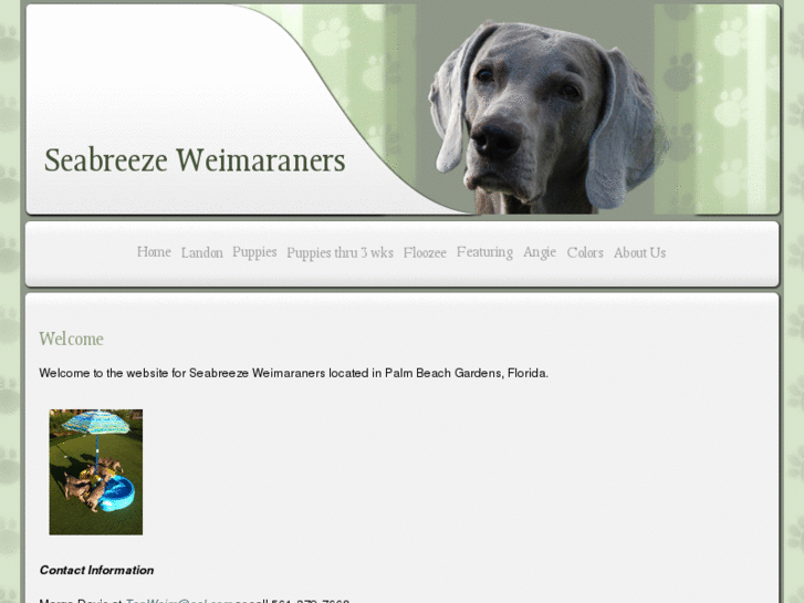 www.seabreezeweimaraners.com