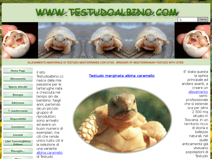 www.testudoalbino.com