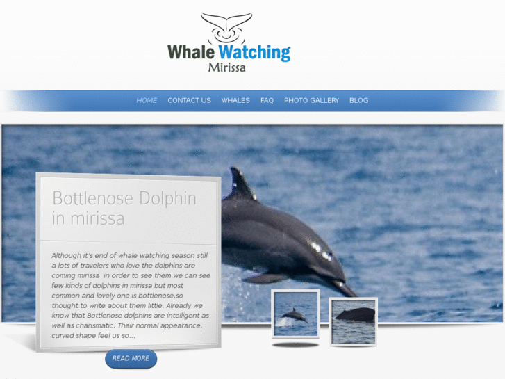 www.whalewatchingmirissa.com