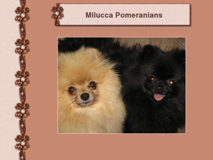 www.nzpomeranian.com