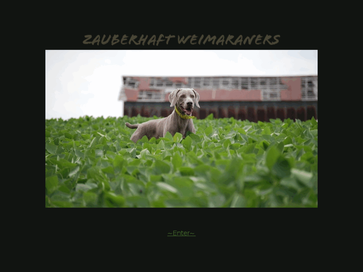 www.zauberhaftweimaraners.com