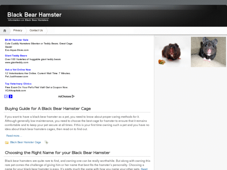 www.blackbearhamster.net