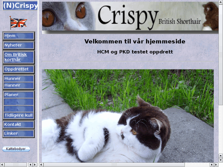 www.crispycat.com