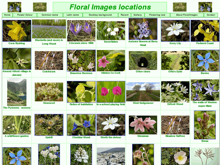 www.floralimages.org.uk