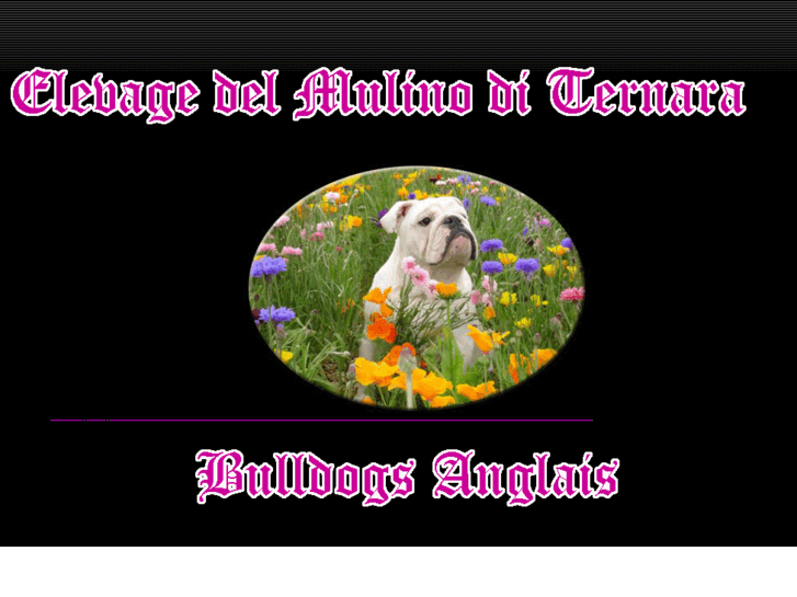 www.bulliesdebea.com