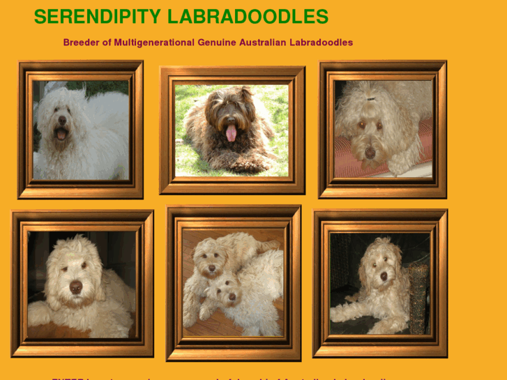 www.serendipitylabradoodles.com