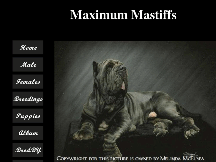 www.maximummastiffs.com