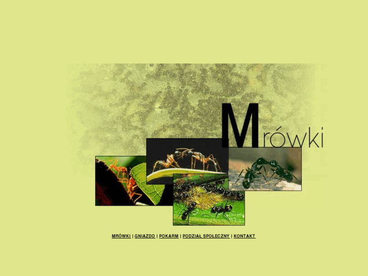 www.mrowki-pl.com