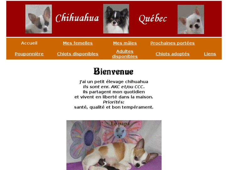 www.chihuahua-quebec.com