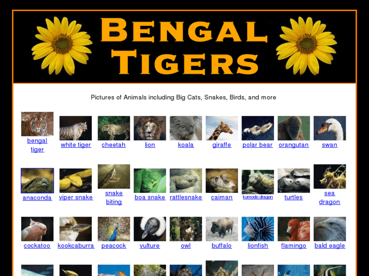 www.bengaltigers.com