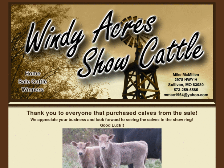 www.windyacresshowcattle.com