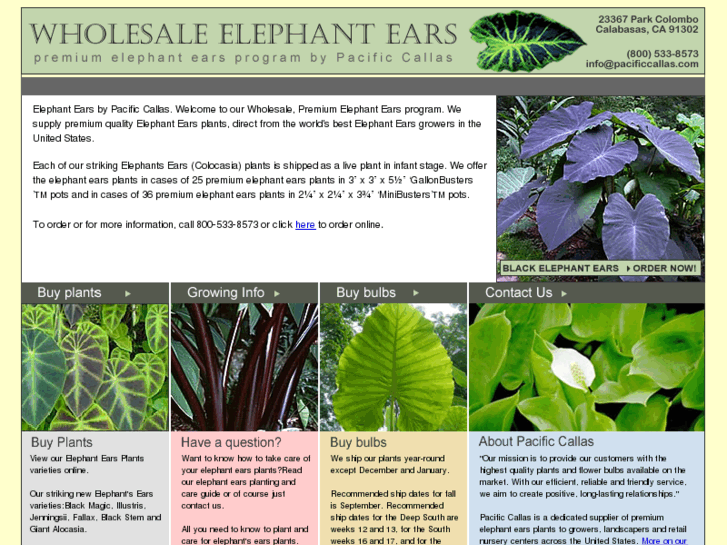 www.elephantearsplants.com