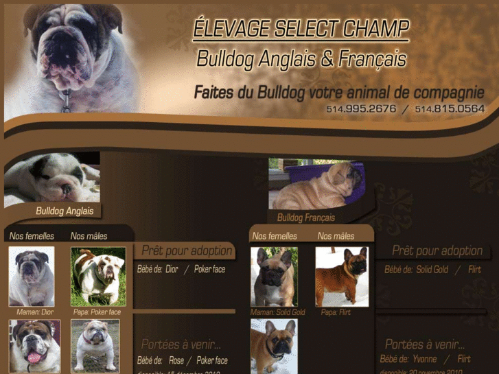 www.selectchampbulldog.com