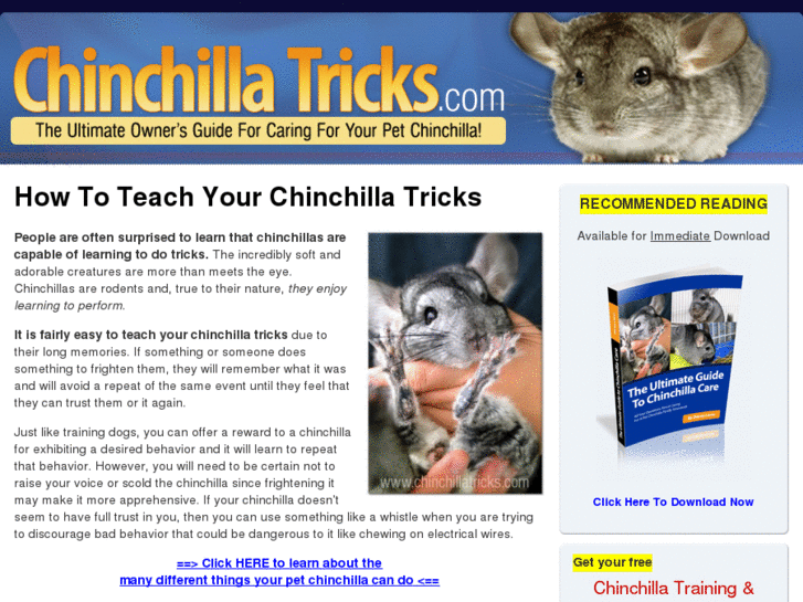 www.chinchillatricks.com