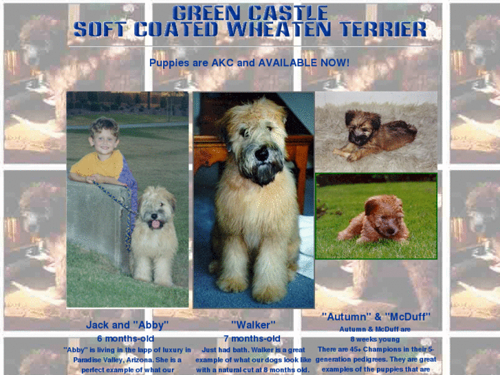 www.softcoatedwheatenterrier.com