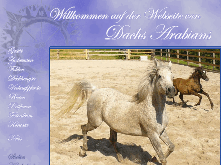 www.dachs-arabians.com