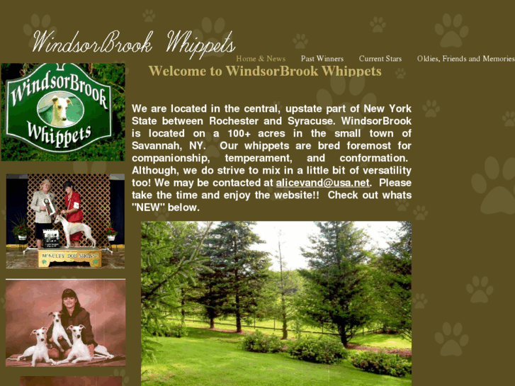 www.windsorbrookwhippets.com