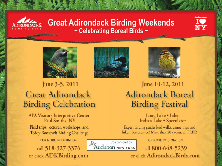 www.adirondackbirding.com