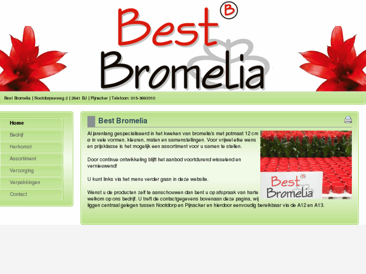 www.bestbromelia.com