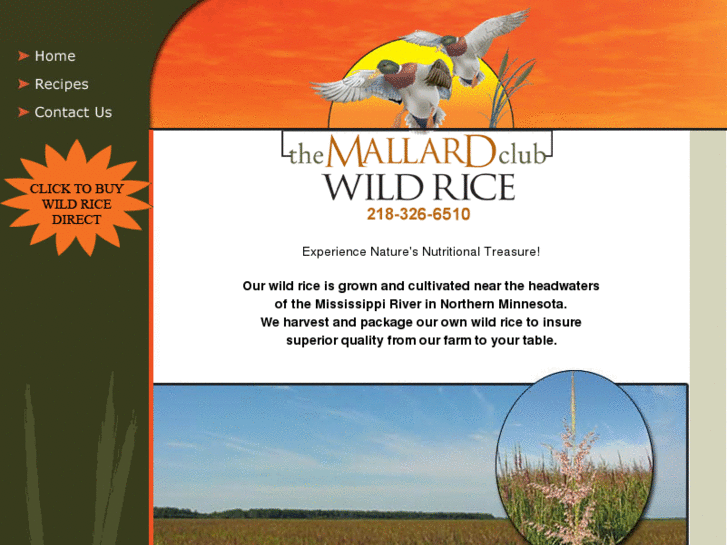 www.mallardclubwildrice.com