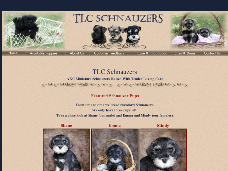 www.tlcschnauzers.com