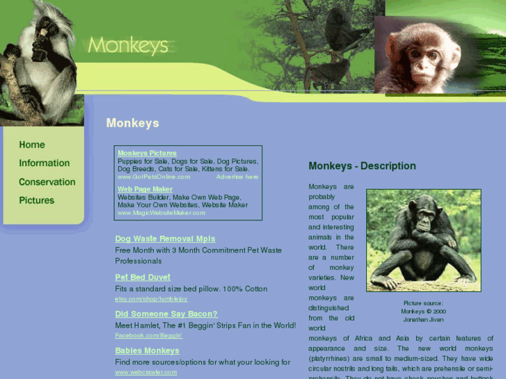 www.monkeys-monkeys.com
