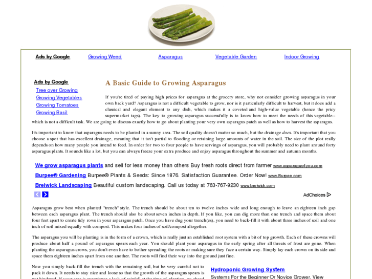 www.growingasparagus.net