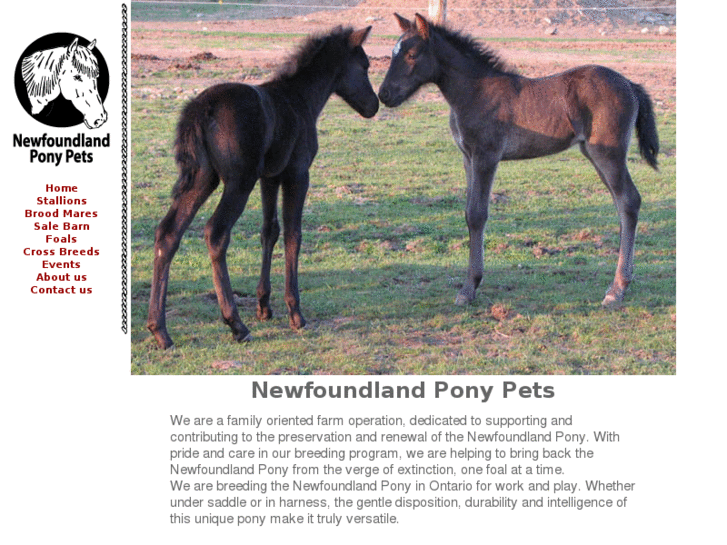 www.newfoundlandponypets.com