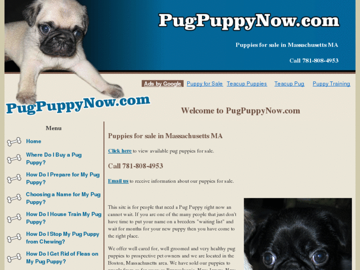 www.pugpuppynow.com